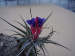 tillandsia bergerii