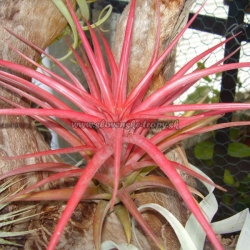 tillandsia brachycaulos abdita