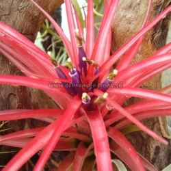 tillandsia brachycaulos abdita