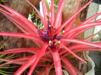 Tillandsia brachycaulos var.abdita