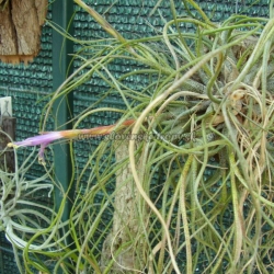 tillandsia butzii