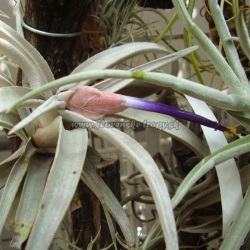 tillandsia chiapensis