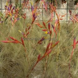 Tillandsia fuchsii f.gracilis