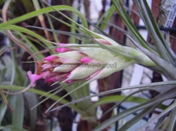 tillandsia geminiflora