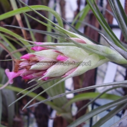 tillandsia geminiflora