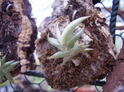 tillandsia gilliessii