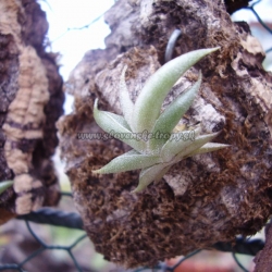 tillandsia gilliessii