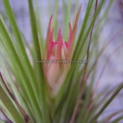 tillandsia globosa