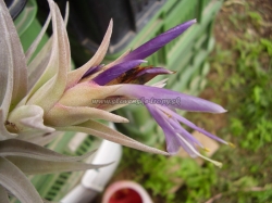 tillandsia hondurensis