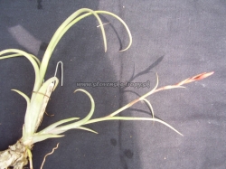 tillandsia intermedia