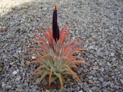 t.ionantha var.rubra