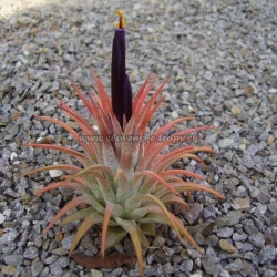 tillandsia ionantha var.ionantha