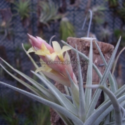 tillandsia ixioides