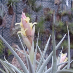 tillandsia ixioides