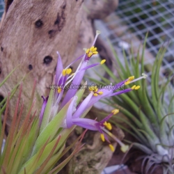 tillandsia kolbii