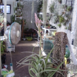 tillandsia latifolia