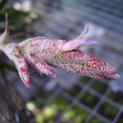 tillandsia latifolia