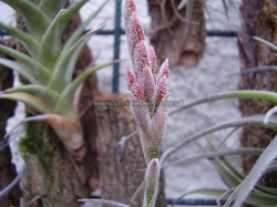 tillandsia latifolia