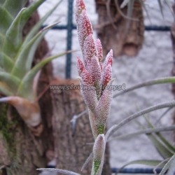 tillandsia latifolia