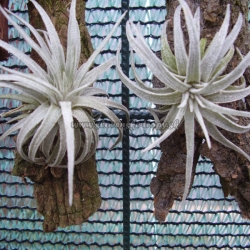 tillandsia mauryana