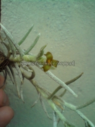 tillandsia mollis