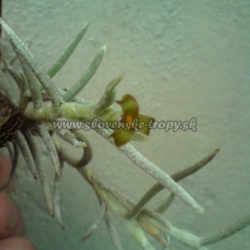 tillandsia mollis