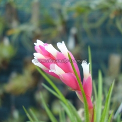 tillandsia montana