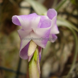 tillandsia nana