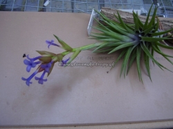 tillandsia neglecta