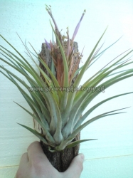 tillandsia nidus