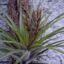 tillandsia nidus