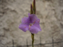 tillandsia paleacea