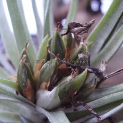 tillandsia plagiotropica