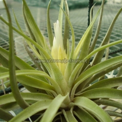 tillandsia plagiotropica