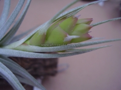 tillandsia pohliana