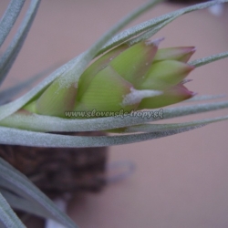 tillandsia pohliana