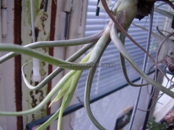 tillandsia pseudobaileyi