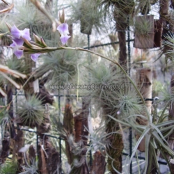 tillandsia reichenbachii