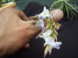 tillandsia reichenbachii