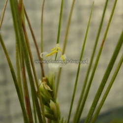 tillandsia remota