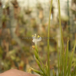 tillandsia remota