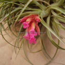 tillandsia roseiflora