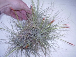 tillandsia schiedeana