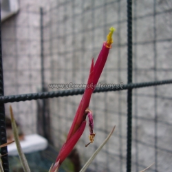 tillandsia schiedeana var.glabrior