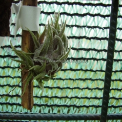 tillandsia sprengeliana