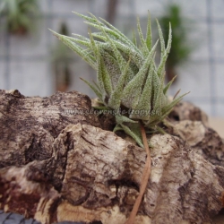 tillandsia sprengeliana