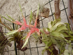 tillandsia streptophylla