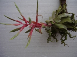 tillandsia streptophylla