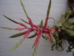 tillandsia streptophylla