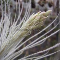 tillandsia tectorum var.filifoliata